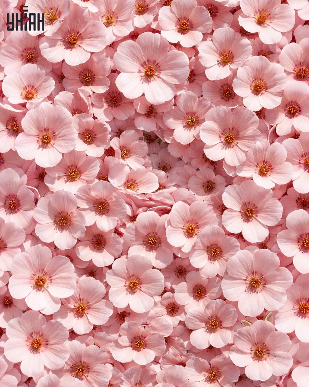 Μόνο το 1% των ανθρώπων μπορεί να βρει ένα κουνέλι σε 11 δευτερόλεπτα: μια εκπληκτικά πολύπλοκη οπτική ψευδαίσθηση