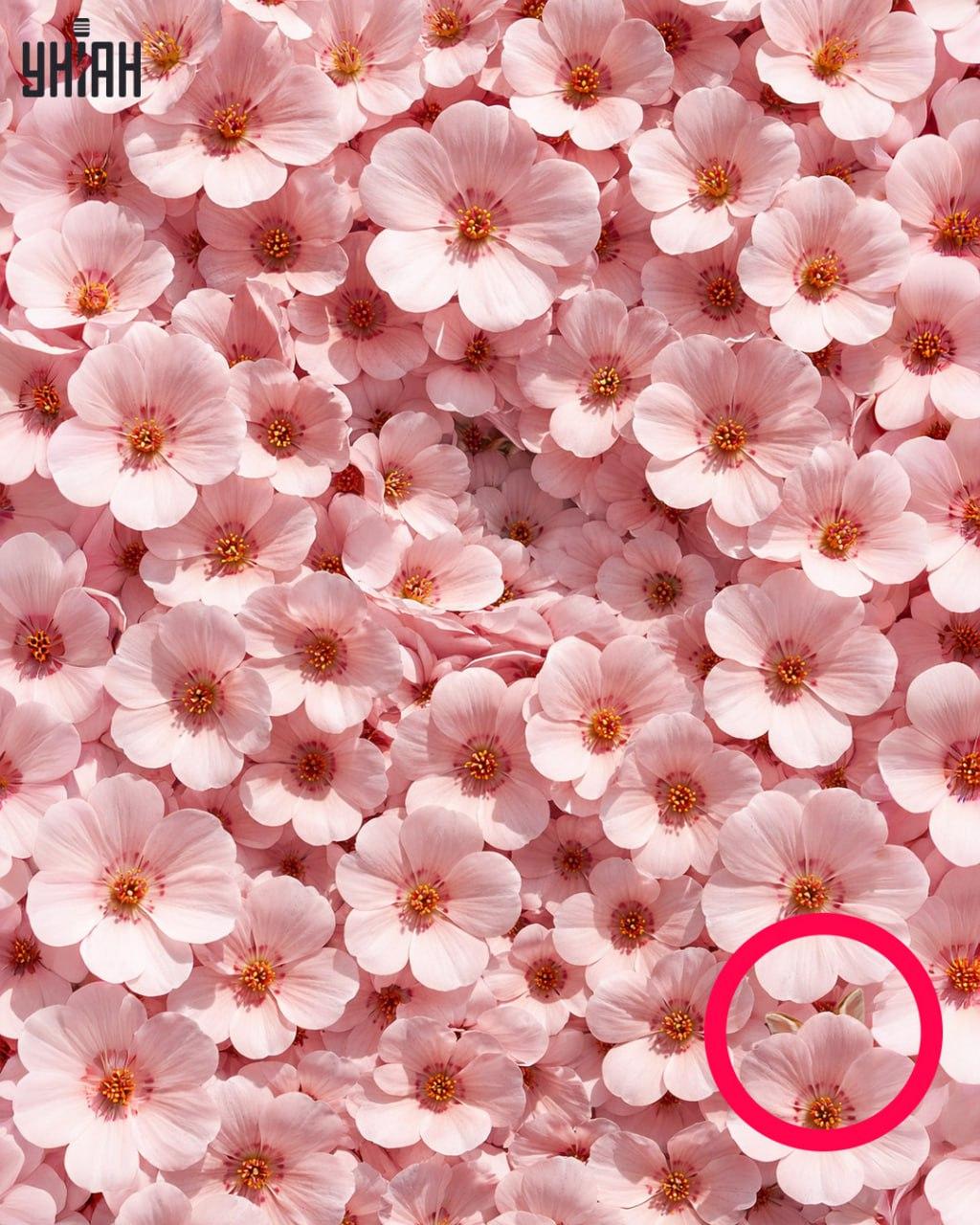 Μόνο το 1% των ανθρώπων μπορεί να βρει ένα κουνέλι σε 11 δευτερόλεπτα: μια εκπληκτικά πολύπλοκη οπτική ψευδαίσθηση