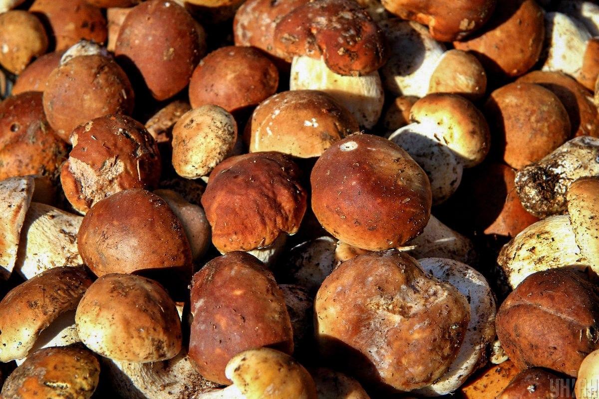 Βρείτε μια πέτρα ανάμεσα σε μανιτάρια στο χρόνο / Κολάζ Moje